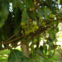 Glenniea unijuga (Thwaites) Radlk.